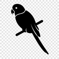 pet, birds, talk, learn icon svg