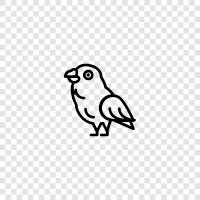 pet, bird, talk, learn icon svg