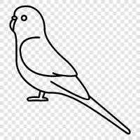 pet, bird, talk, learn icon svg