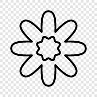 petal, blossom, color, design icon svg