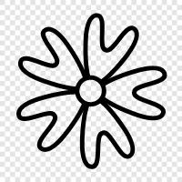 phloxes, flowering plants, wildflower, perennial icon svg