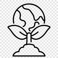 photosynthesis, photosynthesis theory, leaves, photosynthesis process icon svg