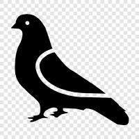 pigeon breeding, pigeon racing, pigeon breeding clubs, pigeon racing clubs icon svg