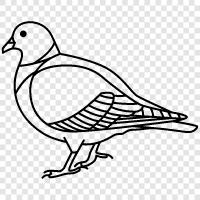 pigeon coop, pigeon racing, pigeon feed, pigeon house icon svg
