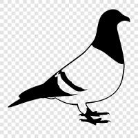 Güvercin yarışı, pigeon yarış pisti, pigeon yarış sporu, pigeon yarış hobisi ikon svg