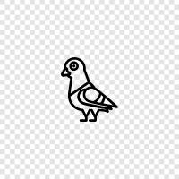 pigeon racing, pigeon ownership, pigeon racing tips, pigeon training icon svg