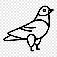 pigeonhole, pigeonholed, pigeonholeing, Pigeon icon svg