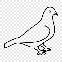 pigeonhouse, pigeonhole, pigeon racing, pigeon breeding icon svg