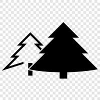 pine, trees, Christmas, holiday icon svg