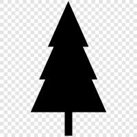 pine, tree, needles, cones icon svg