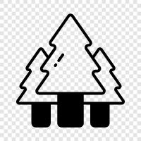 pine tree care, pine tree information, pine tree tips, pine tree icon svg