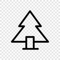 pine, fir, balsam, needles icon svg