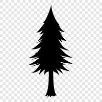 pine, fir, Christmas, needles icon svg