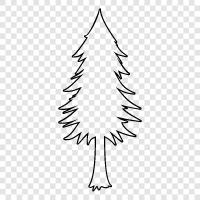 pine, Christmas, tree, needles icon svg