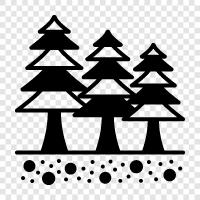 pine tree, pine tree seed, pine tree care, pine tree tips icon svg