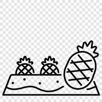 pineapple plantation, pineapple fruit, pineapple industry, pineapple farming icon svg