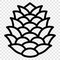 Pinecone, cones, fun facts, interesting facts icon svg