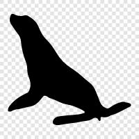 Pinniped, Cape fur seal, Sea Lion icon svg