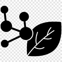 plant, plant life, plant identification, plant taxonomy icon svg