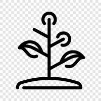 Plant, Foliage, Branches, Height icon svg