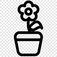 plant, succulent, cactus, succulent garden icon svg