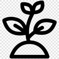 plant growth, plant fertilizer, plant food, plant growth hormones icon svg