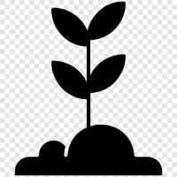Plant growth hormones, Plant growth regulators, Plant growth stimulants, Plant growth icon svg