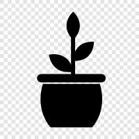 plant, grow, houseplant, succulent icon svg