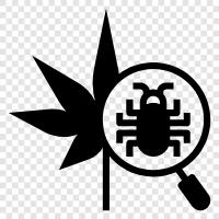 plant pathology, plant pathology laboratory, plant pathologist, plant disease classification icon svg