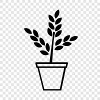 Plantae, Plant, Vejetable, Fruits ikon svg