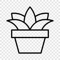 plants, drought tolerant, cacti, succulent plants for sale icon svg