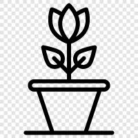 plants for sale, garden plants, succulents, cactus icon svg