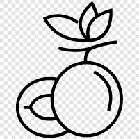 plum tree, plum tree fruit, plum fruit, plum tree leaves icon svg