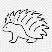 porcupine, spiny rodent, porcupine deer, North American icon svg