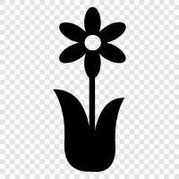 schön, duftend, bunt, Blume symbol