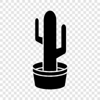 Stachelbirne, SaguaroKaktus, ChollaKaktus, Kaktus symbol