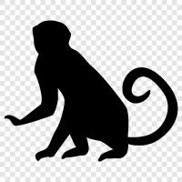 primate, ape, simian, furry icon svg