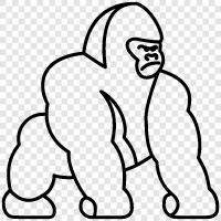 primates, silverback, mountain gorilla, lowland gorilla icon svg