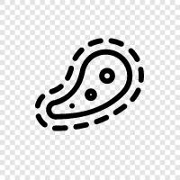 protozoa, singlecelled organism, slime mold, amo icon svg