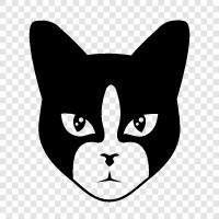 purr, meow, house, litter icon svg