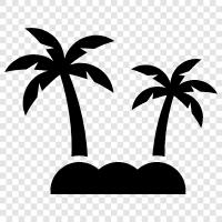 Queensland, Australia, Palm Island icon svg