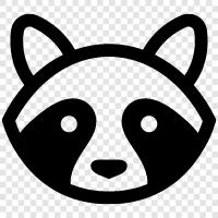 raccoon, raccoons, wildlife, animal icon svg