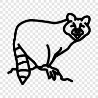 raccoon, wildlife, animal, cute icon svg