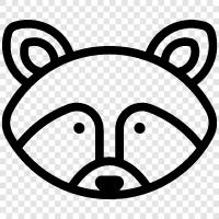 racoon icon svg