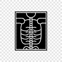 radiography, radiology, Xray photos, Xray icon svg