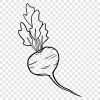 Radish Root icon