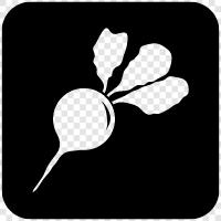 radish seeds, radish plants, radish varieties, radish farming icon svg