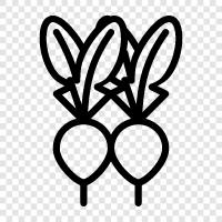 radishes, red radish, white radish, daikon rad icon svg