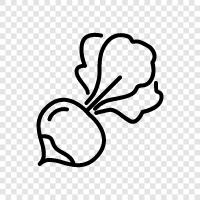 Radieschen, Wurzelgemüse, Salatgemüse, KreuzGemüse symbol