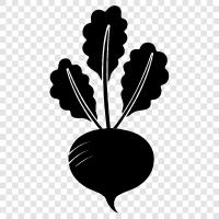 radishes, red radish, daikon radish, white rad icon svg